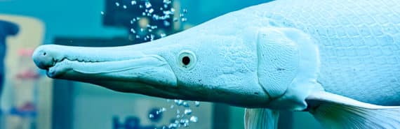 alligator gar fish scales