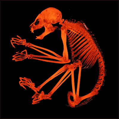 pygmy slow loris digital skeleton