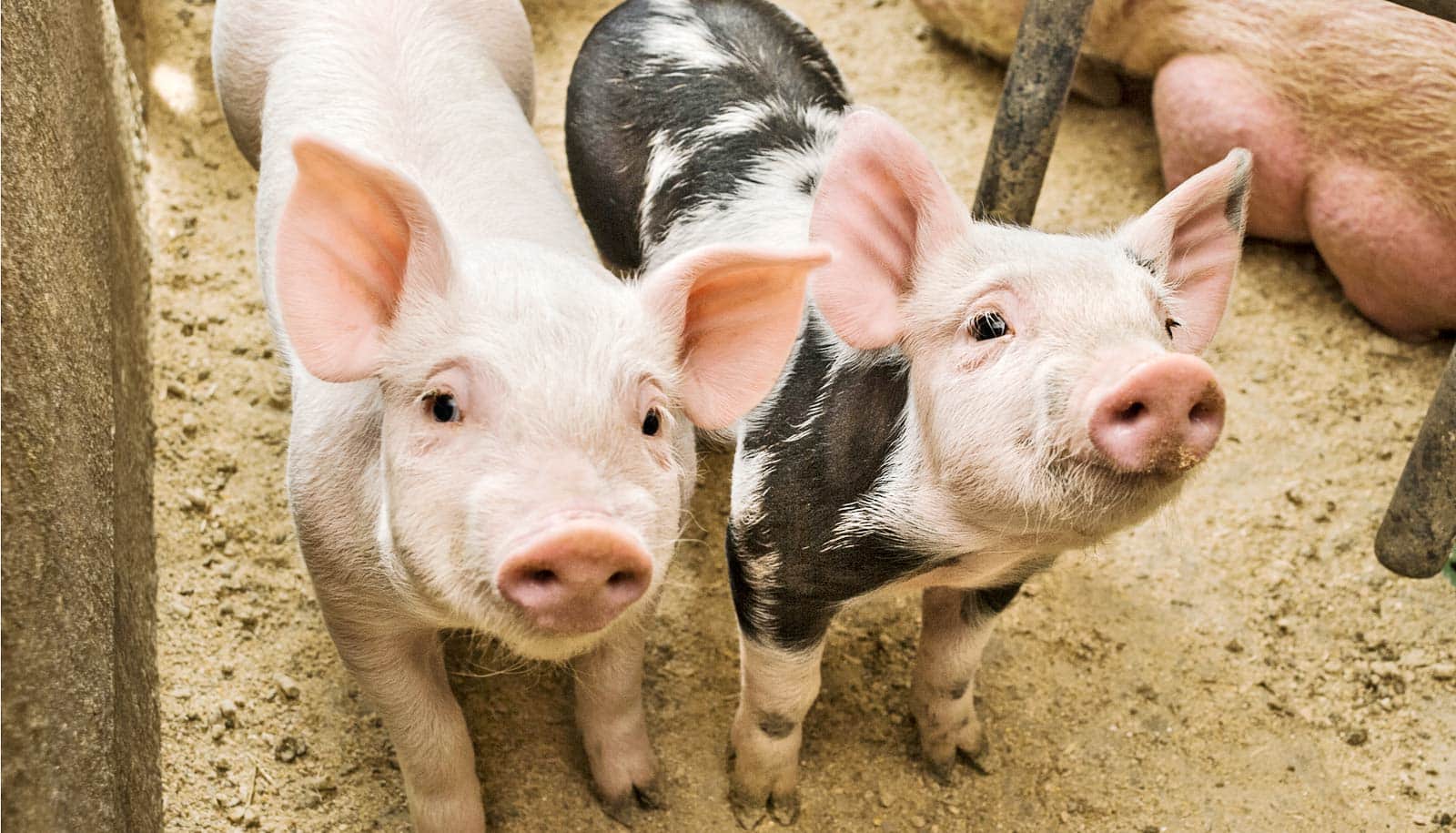 piglets ivf cheaper futurity could fertilization vitro