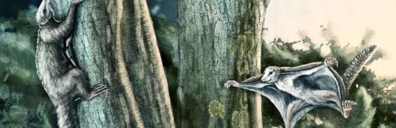 jurassic gliding mammals