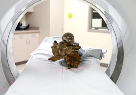 Triceratops skull piece in scanner
