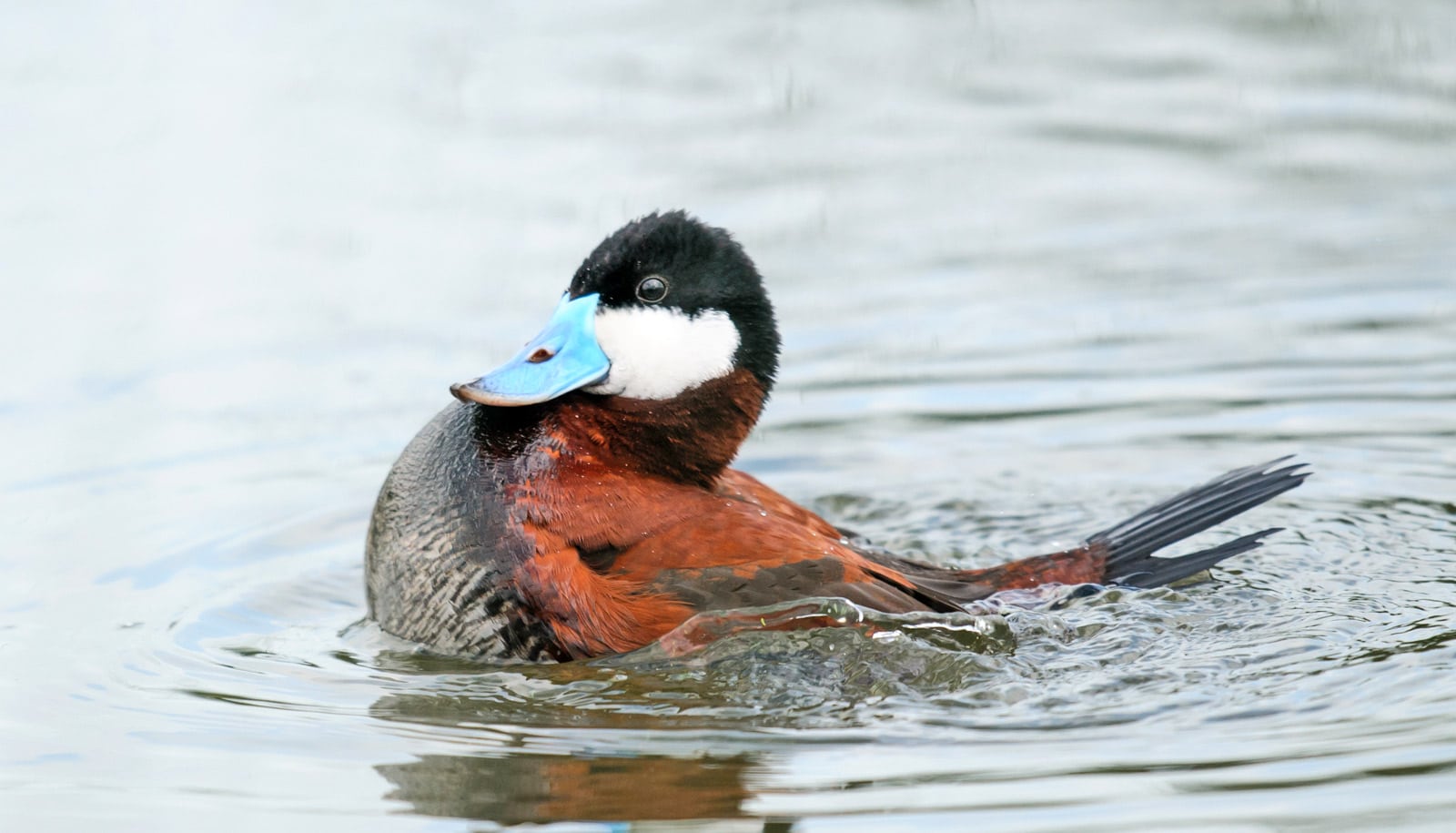 ducks duck male penises bigger compete futurity bill lukor grow ruddy