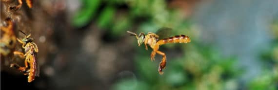 bee flies to nest
