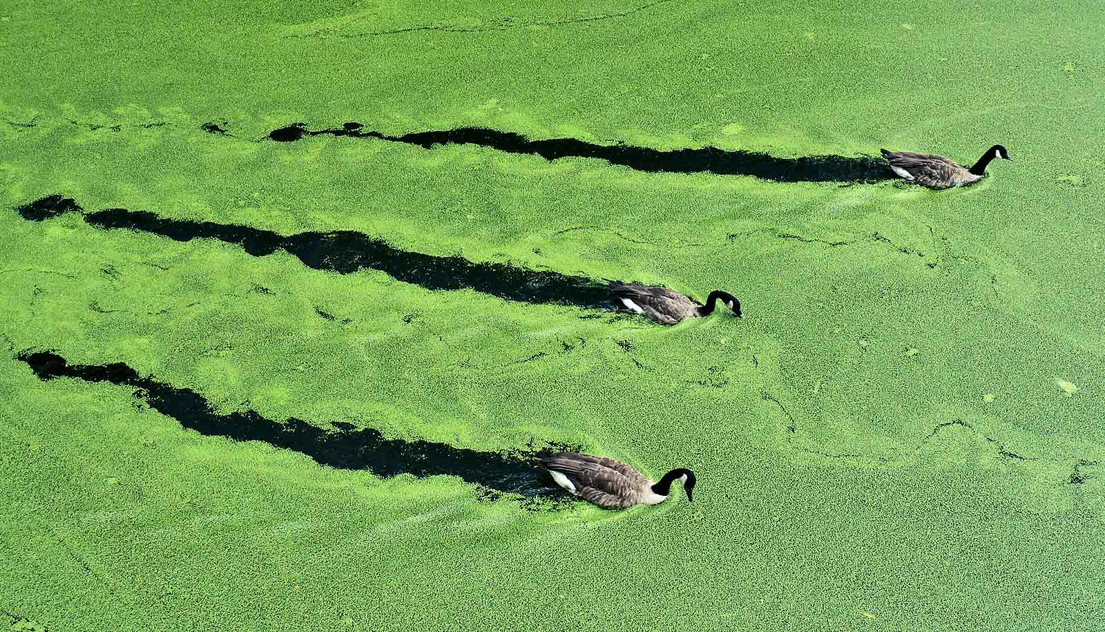 Algae material makes pollution-fighting particle less toxic - Futurity