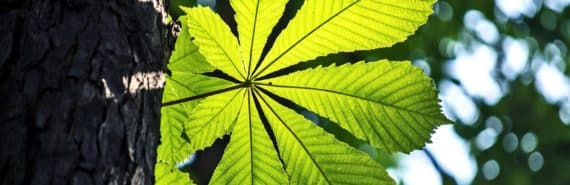 sun-like leaf (photosynthesis concept)