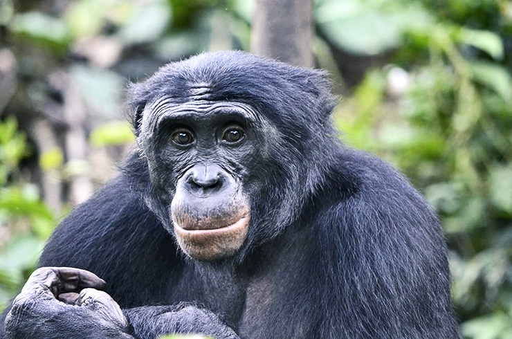 bonobo ape smiling (bonobos)