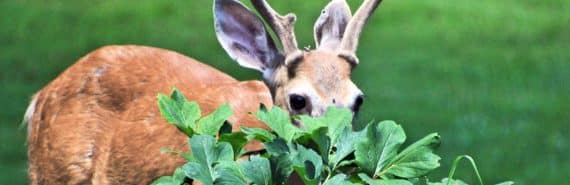Germy Rodents Take Over When Big Animals Disappear Futurity