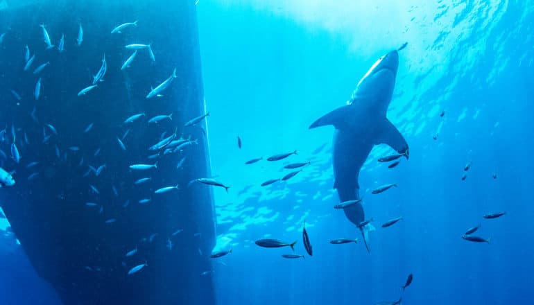 shark from beneath