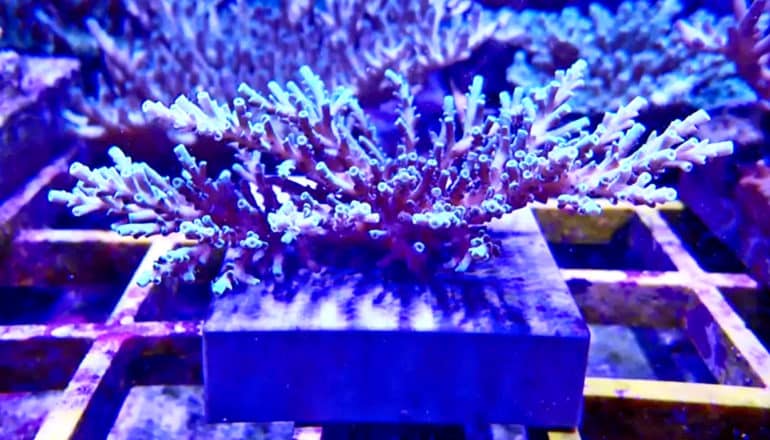 IVF coral