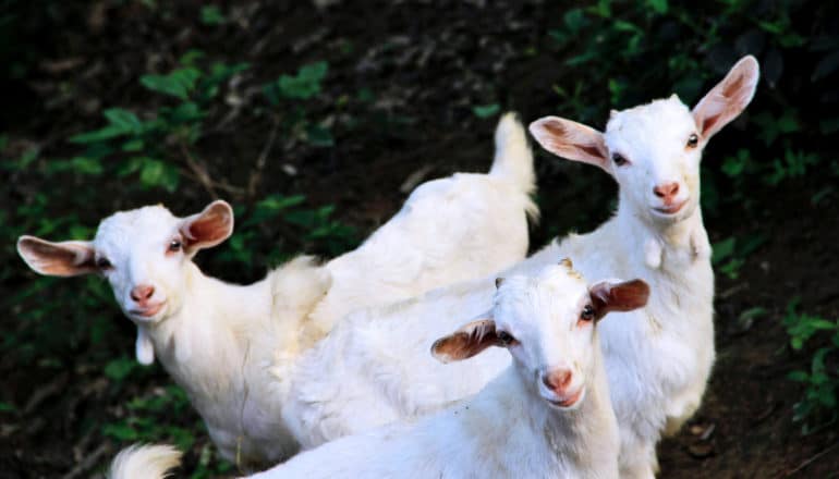 trio of white goats