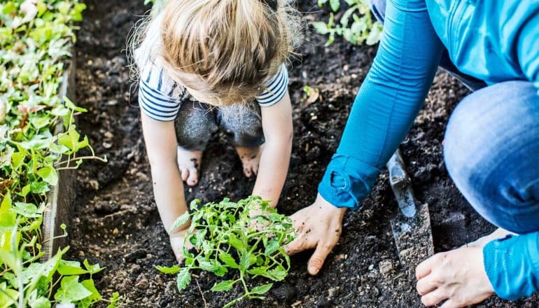 A little girl and an adult work on a planting a plant in a garden plot