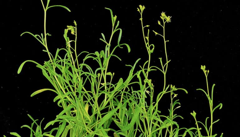 Green plant chutes grow upward against a black background.