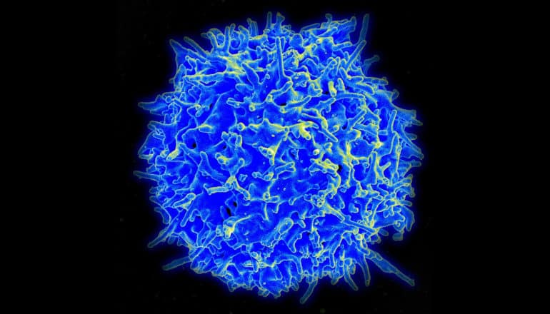 blue cell on black