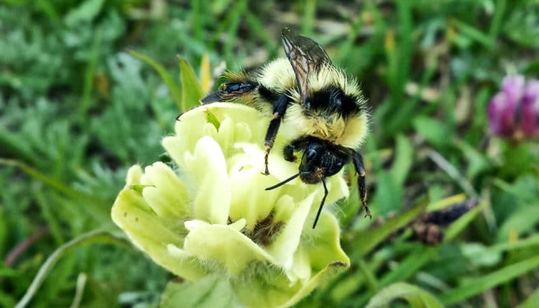 A large black and yellow bee stands on a yellow flower with grass in the background.