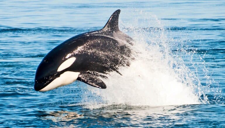 A killer whale leaps from the water.