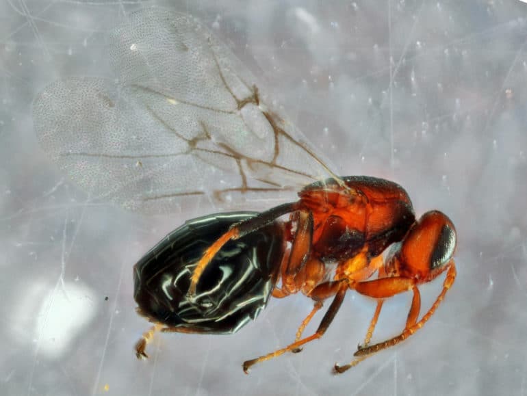 Bassettia pallida gall wasp