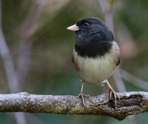 Dark-eyed junco