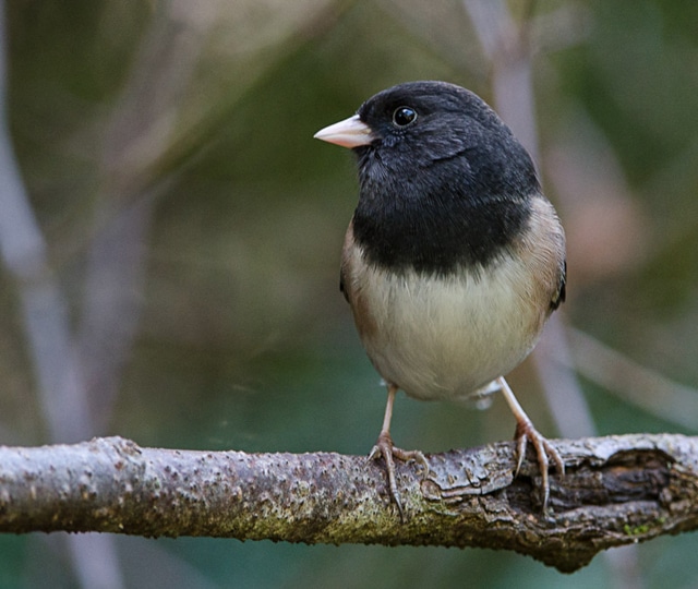 Dark-eyed junco