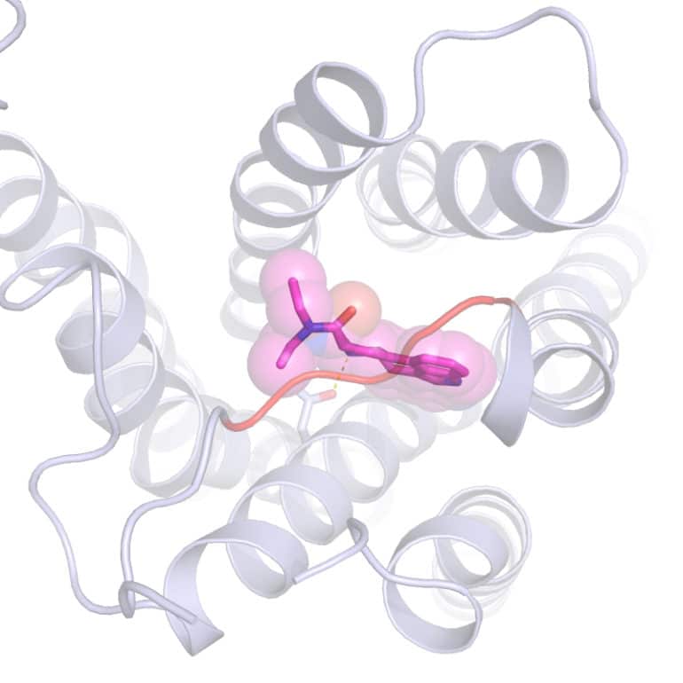 LSD and serotonin receptor