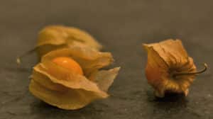 Physalis sp. fruits