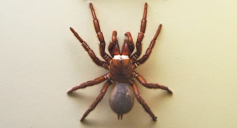 funnel-web spider