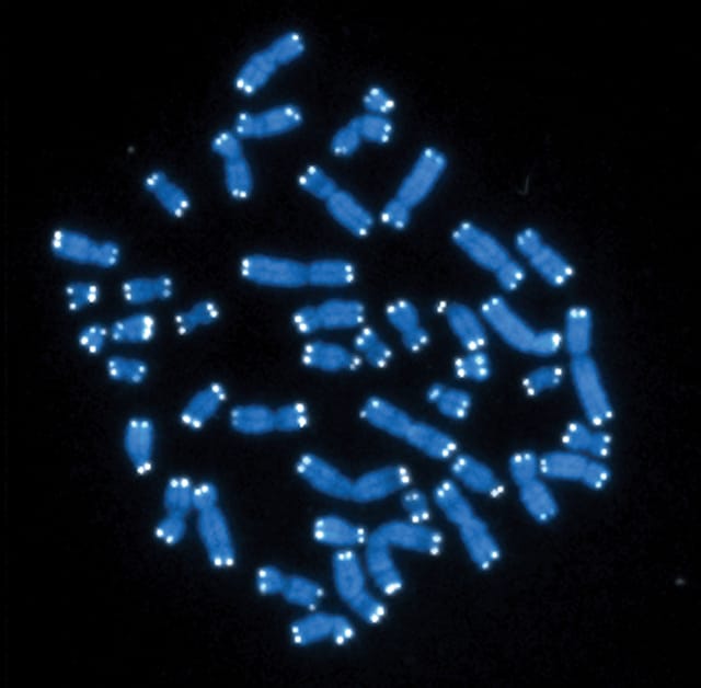 telomeres on chromosomes