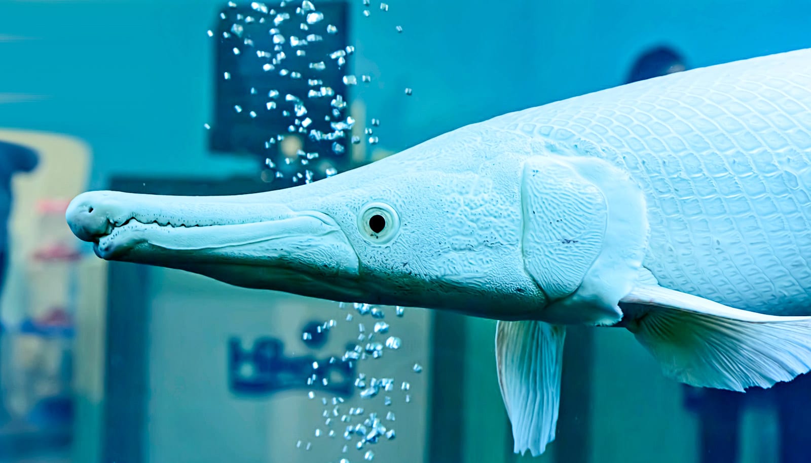The scales of this fish are inspiring great gloves - Futurity