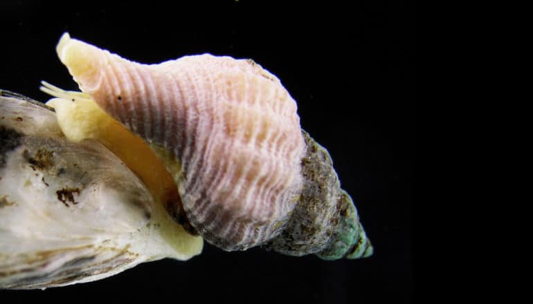 atlantic oyster drill snail