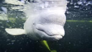 beluga whale
