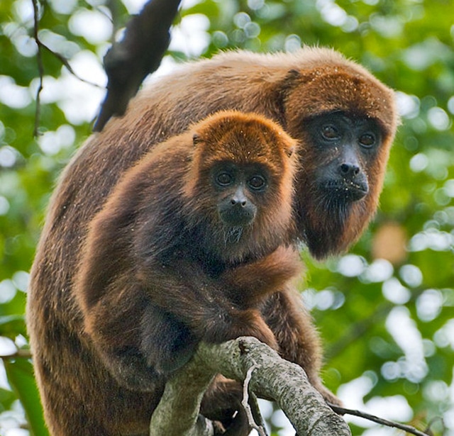 brown howler monkeys