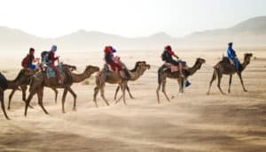 camels in Sahara desert