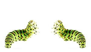 two caterpillars on white