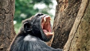 chimp yelling in tree