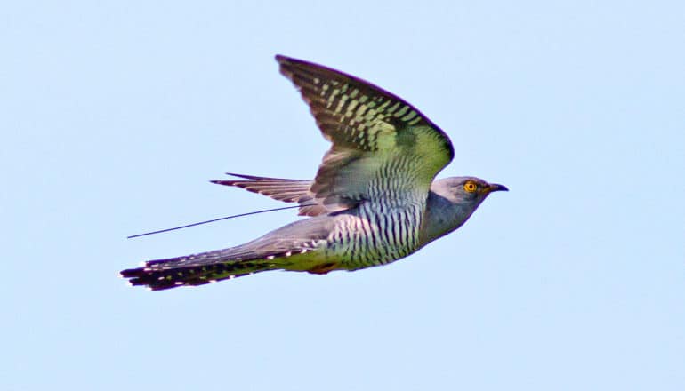 cuckoo with tracker