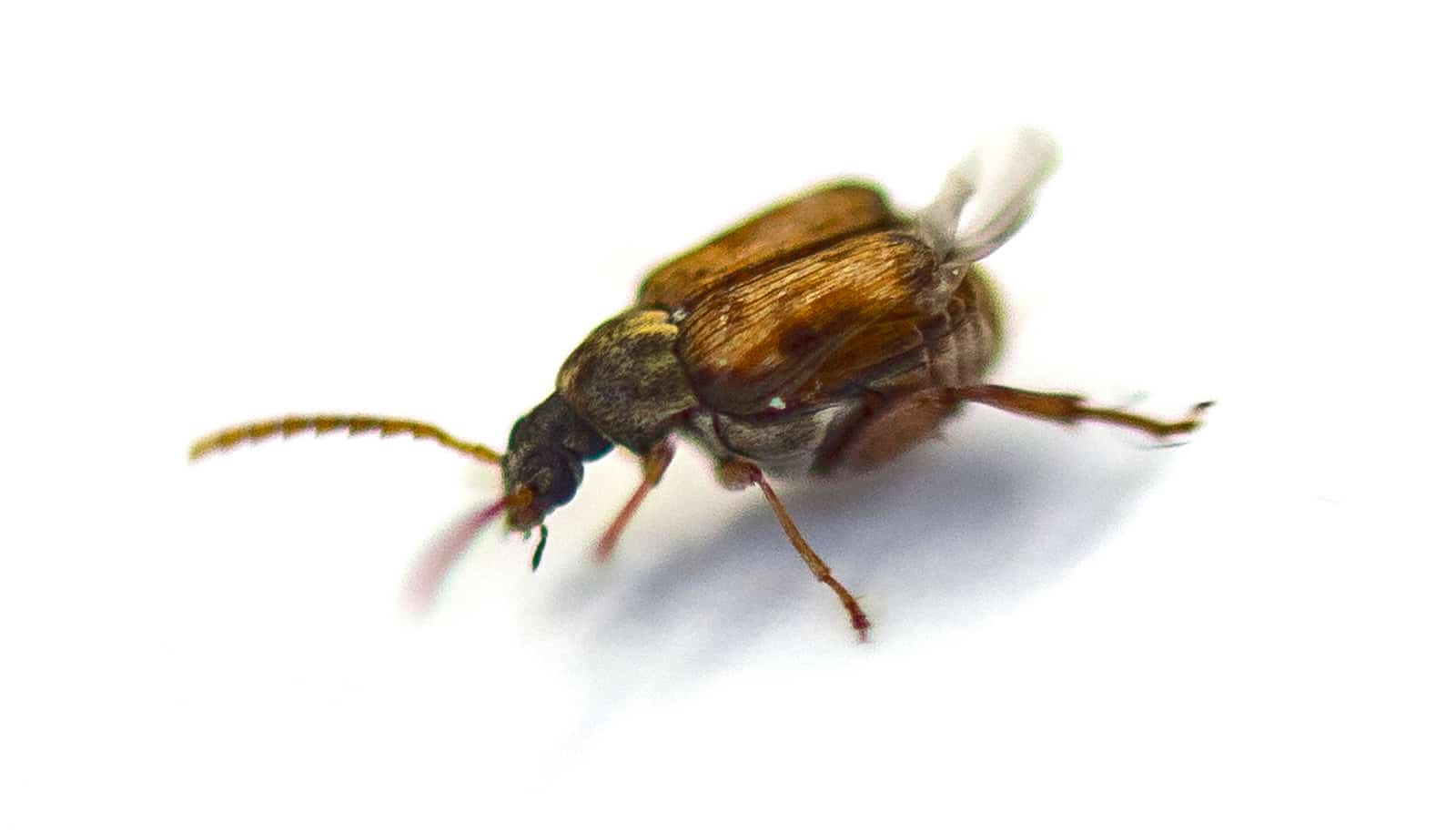 Callosobruchus maculatus