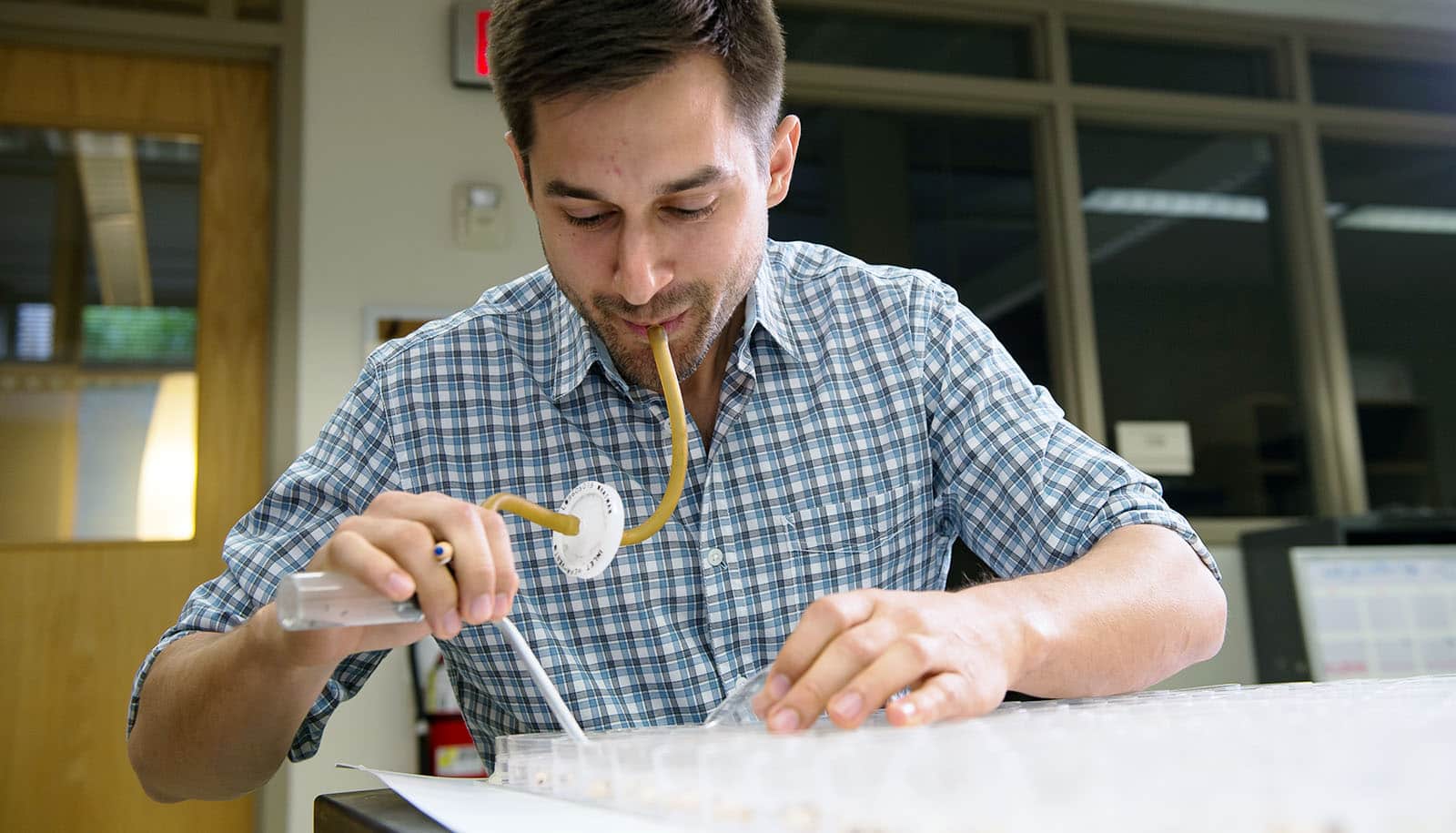 Brad Ochocki vacuums bean beetles