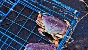 dungeness crabs in trap