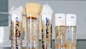 fruit fly larvae in tubes