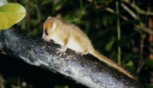 mouse lemur licks branch