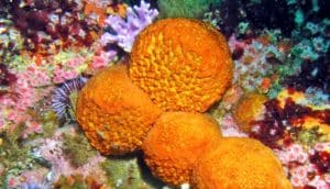 orange puffball sea sponge