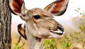 kudu and oxpecker