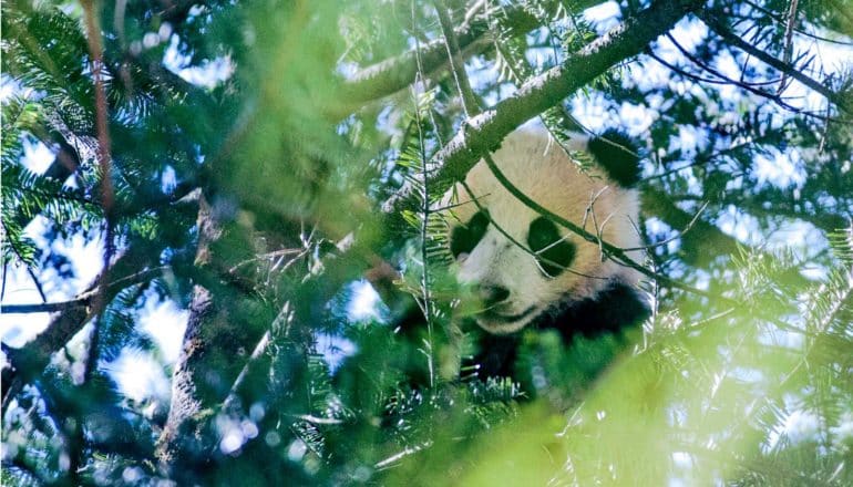 panda in tree