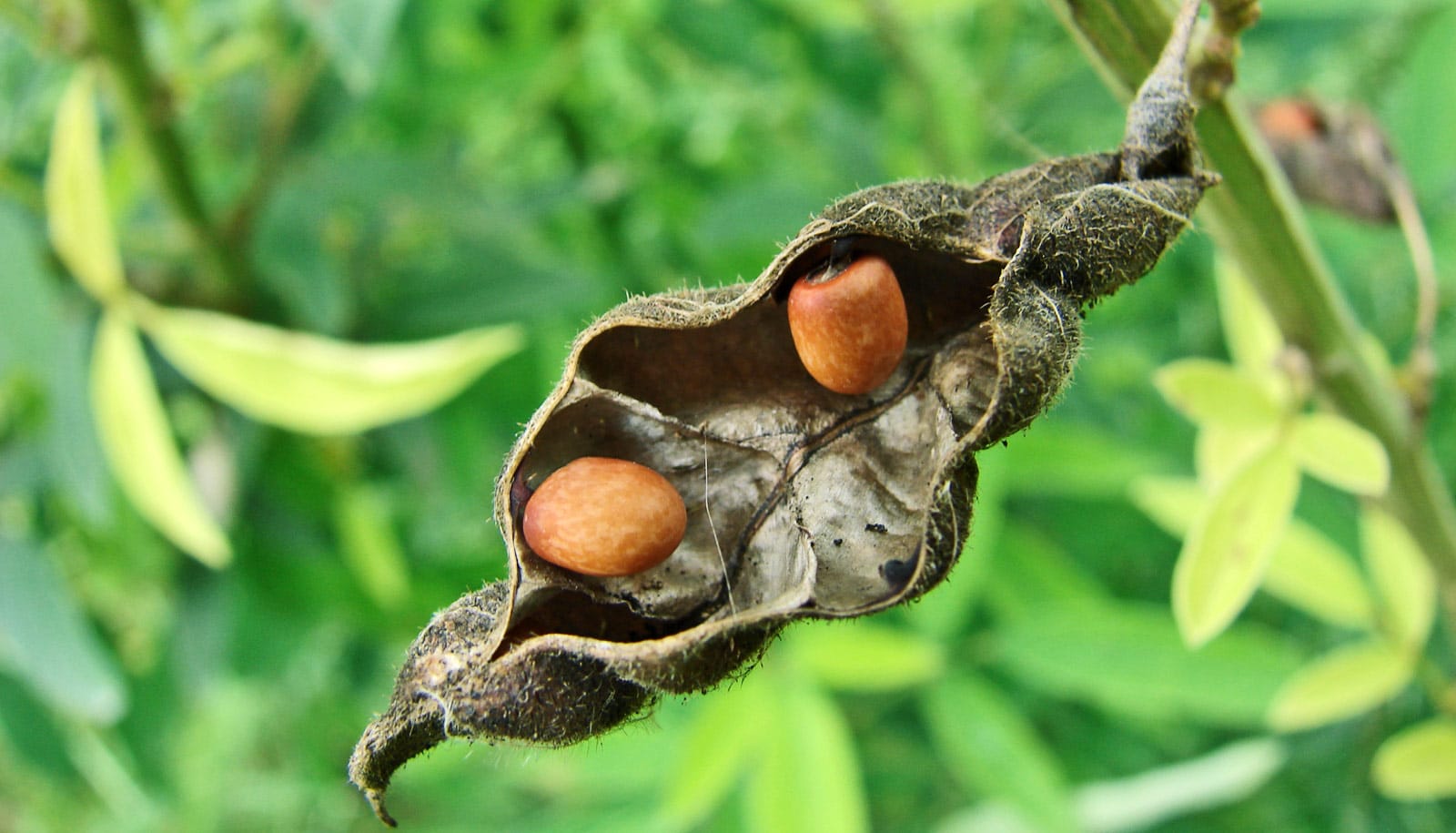 Pigeon peas are good sidekicks for Malawi's maize Futurity