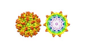High-resolution structure of the immature Zika virus