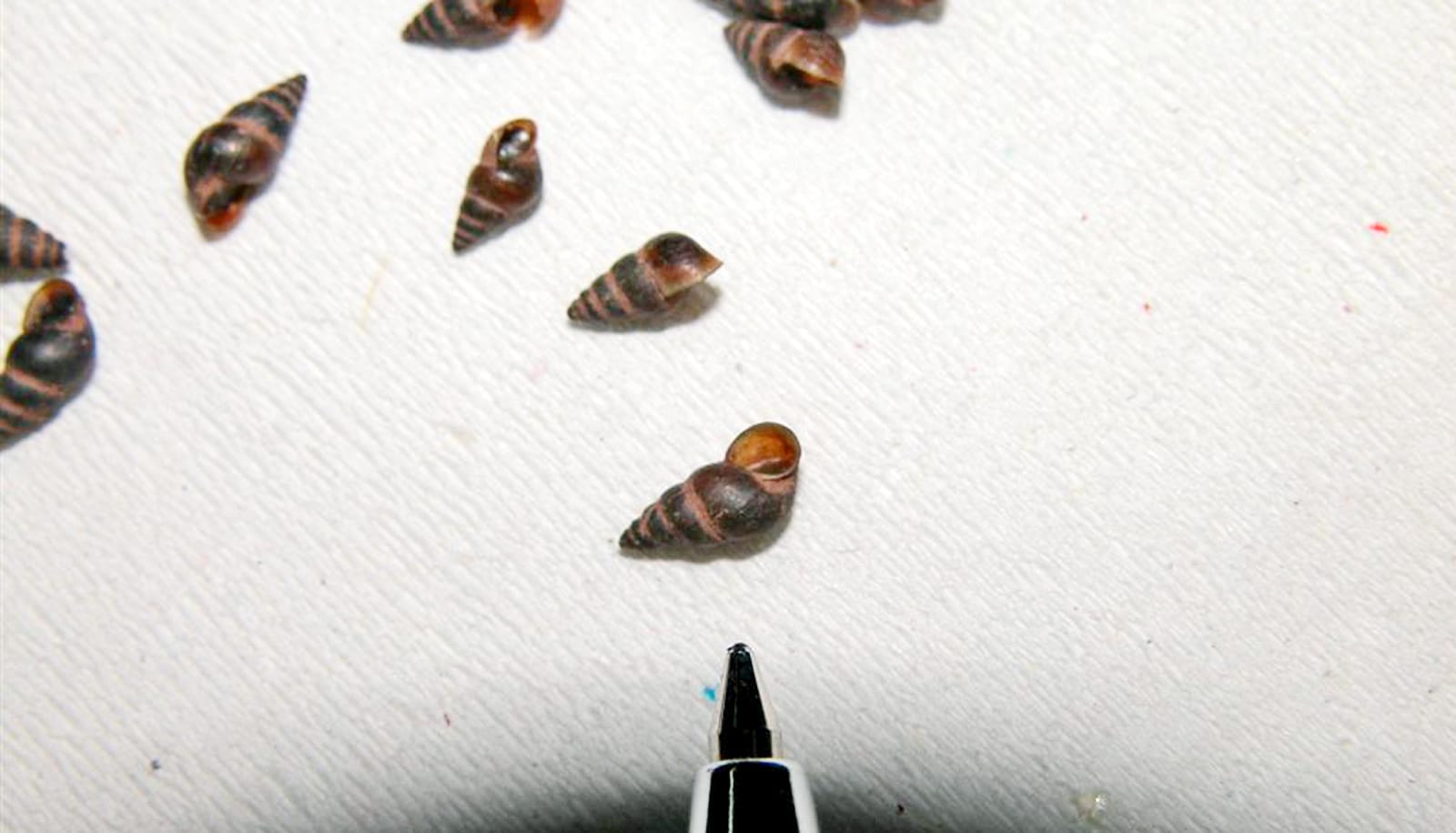 Snails that carry disease can travel surprisingly far Futurity