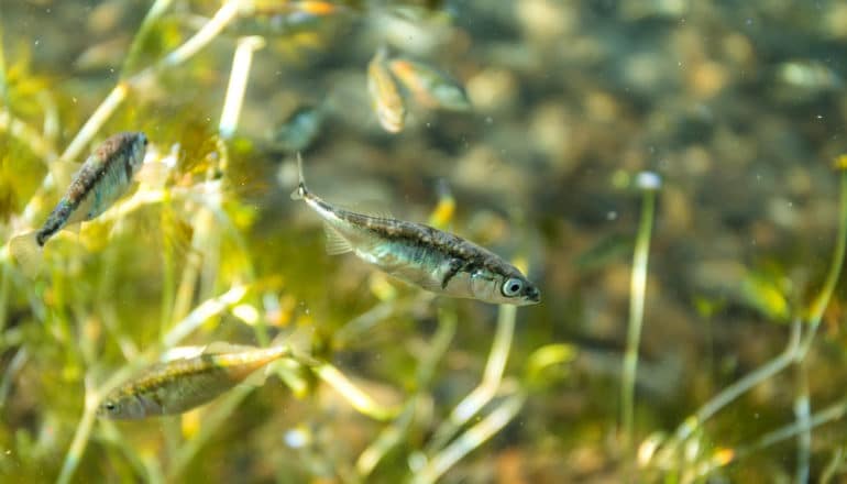 three-spine stickleback fish