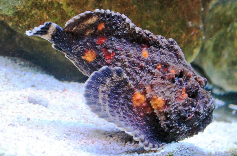 stinging stonefish