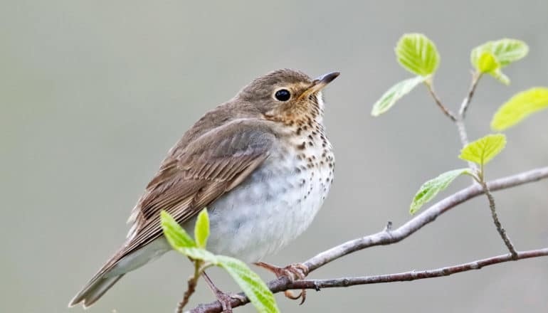 Swainson's thrush