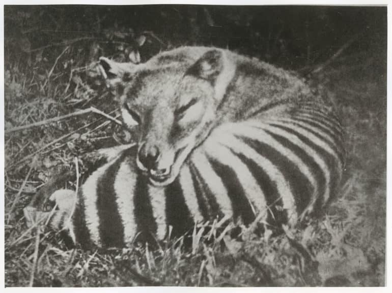 thylacine photo