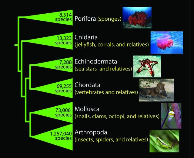 phyla chart